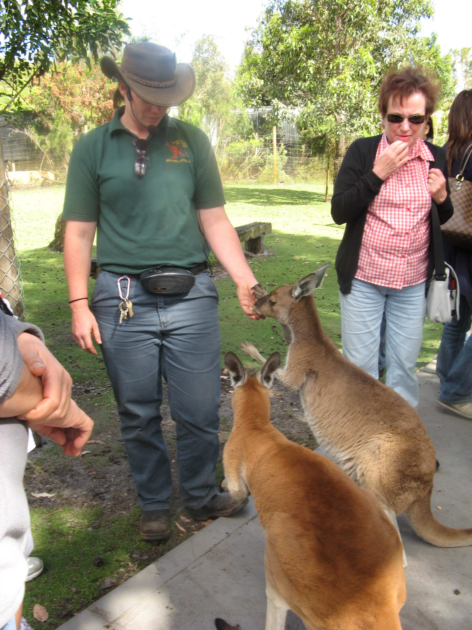 Kangaroo („Känguru“)