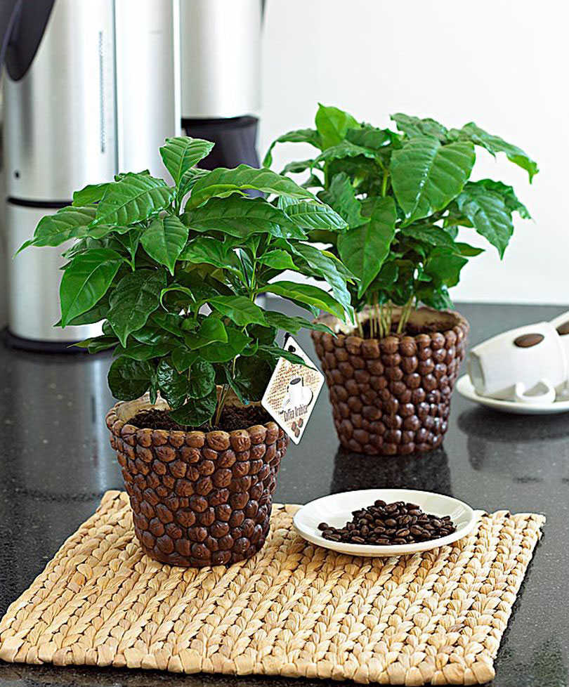 Kaffee Pflanze (2 Grössen) ca. 10 cm oder ca. 15-25 cm Höhe