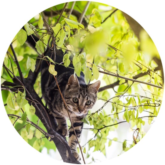 Katze auf Baum in Äste Tierarzt