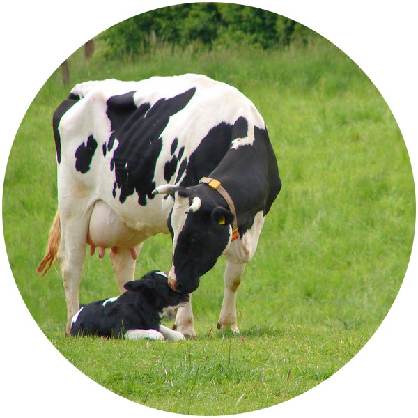 Kuh und Kalb Tierarzt