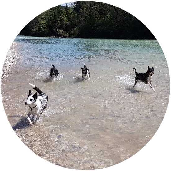 Hunde im Wasser, Tierärzte für Hunde