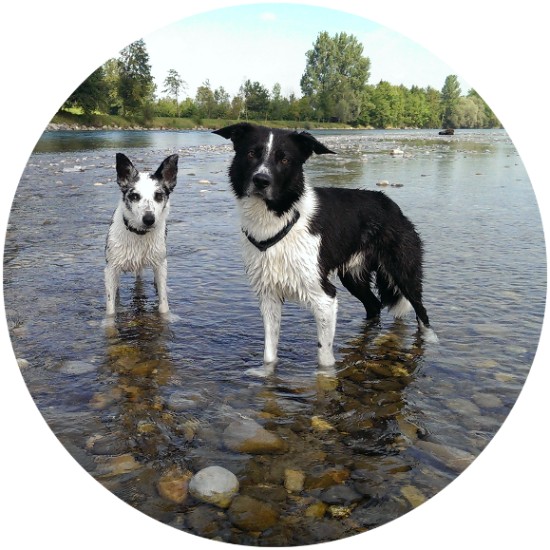 Hunde in Fluss Tierarzt