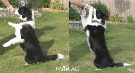 Dog Dancing "Männchen"