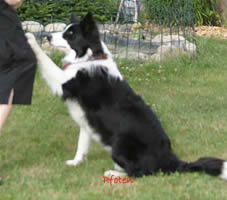 Dog Dancing "Pfoten"