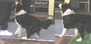 Dog Dancing "Retour"