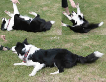 Dog Dancing "Rolle"