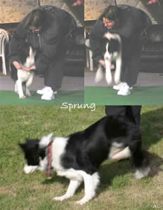 Dog Dancing "Sprung"