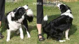 Dog Dancing "Wals"