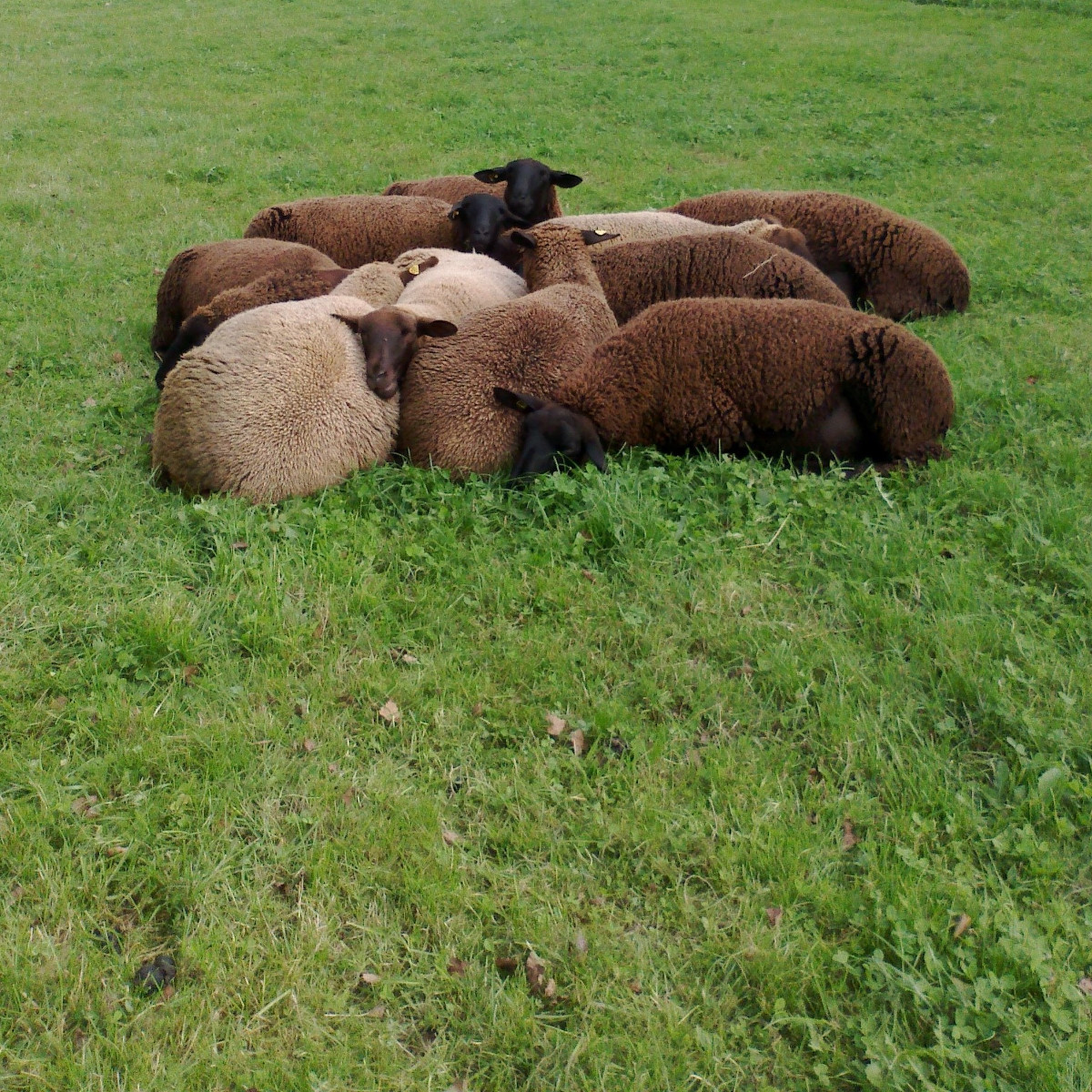 Egal wie gross die Weide ist: Die Schafe bleiben am liebsten beisammen