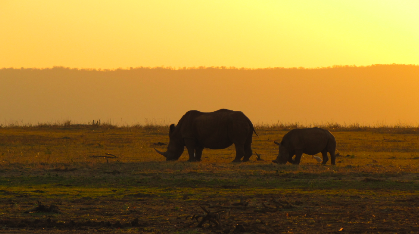 Nashorn mit Jungem, Sonnenuntergang