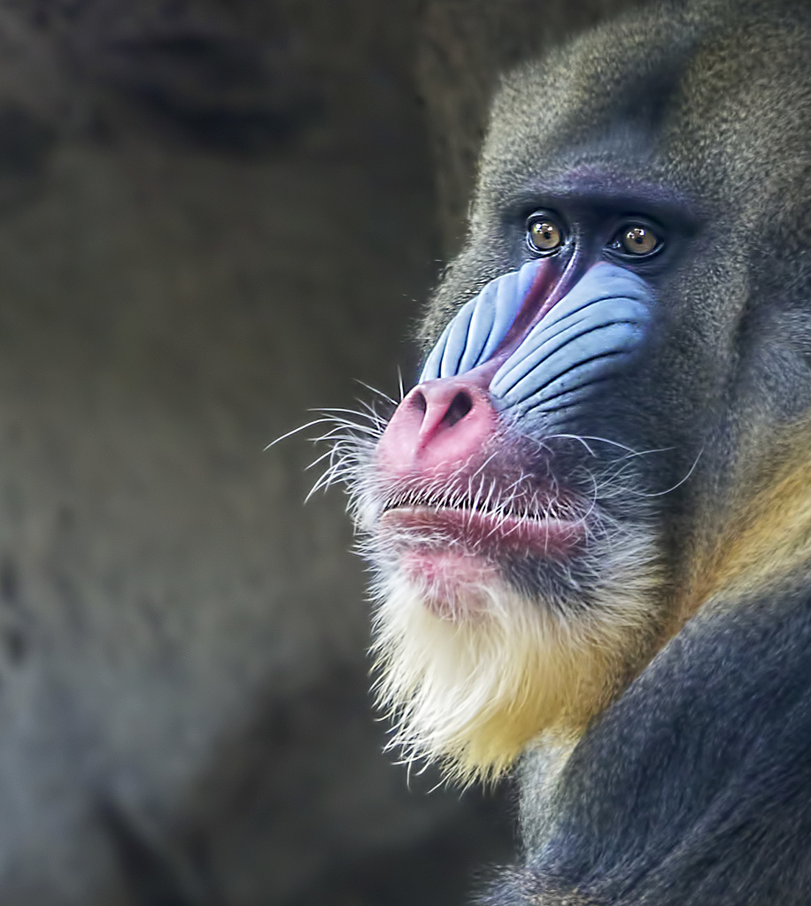 The Hundredth Mandrill - An Out-of-Body Experience to Equatorial West Africa